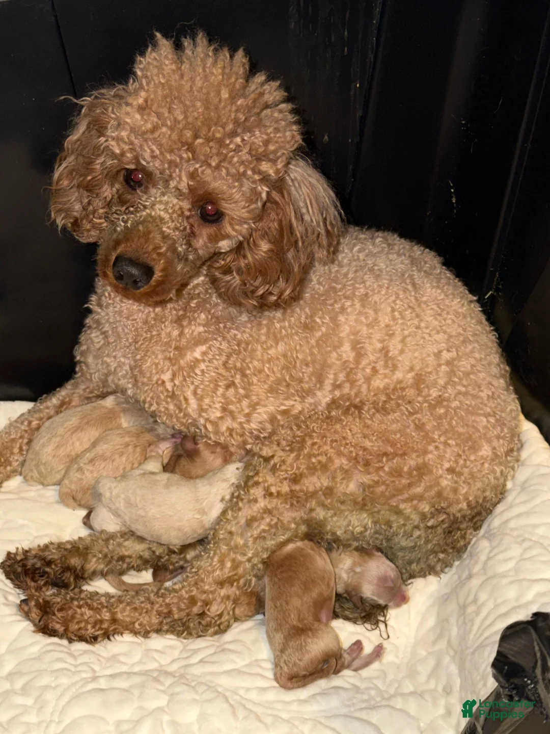 Miniature Poodle dogs for sale: Miniature Poodle 1 - Ad 2