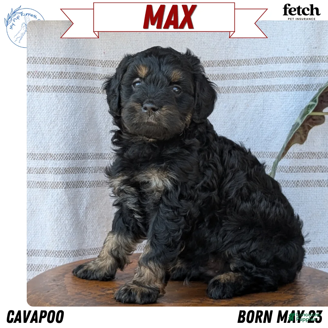 Cavapoo dogs for sale: Max - Ad 1