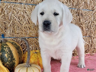 Labrador Retriever dogs - Ad 24