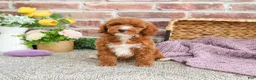 Miniature Poodle dogs for sale: Rebekka  - Ad 6