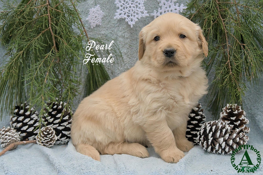 Golden Retriever dogs for sale: Pearl - Ad 3