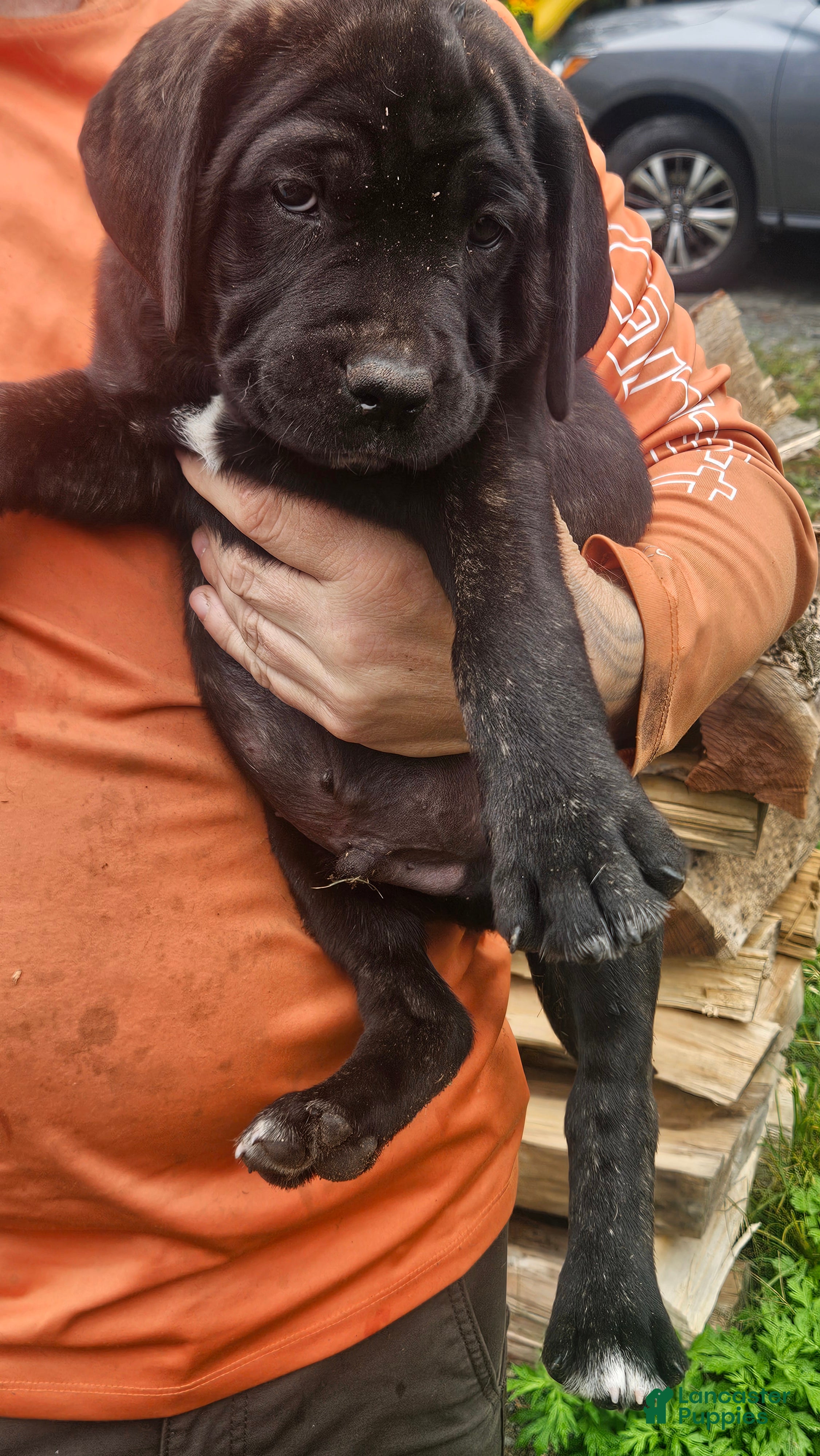 Cane Corso dogs for sale: Cane Corso 3 - Ad 1
