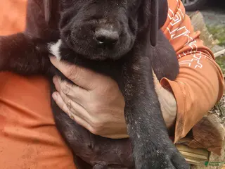 Cane Corso dogs Cane Corso 3 - Ad 38