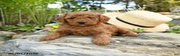 Miniature Poodle dogs for sale: Elderberry - Ad 1