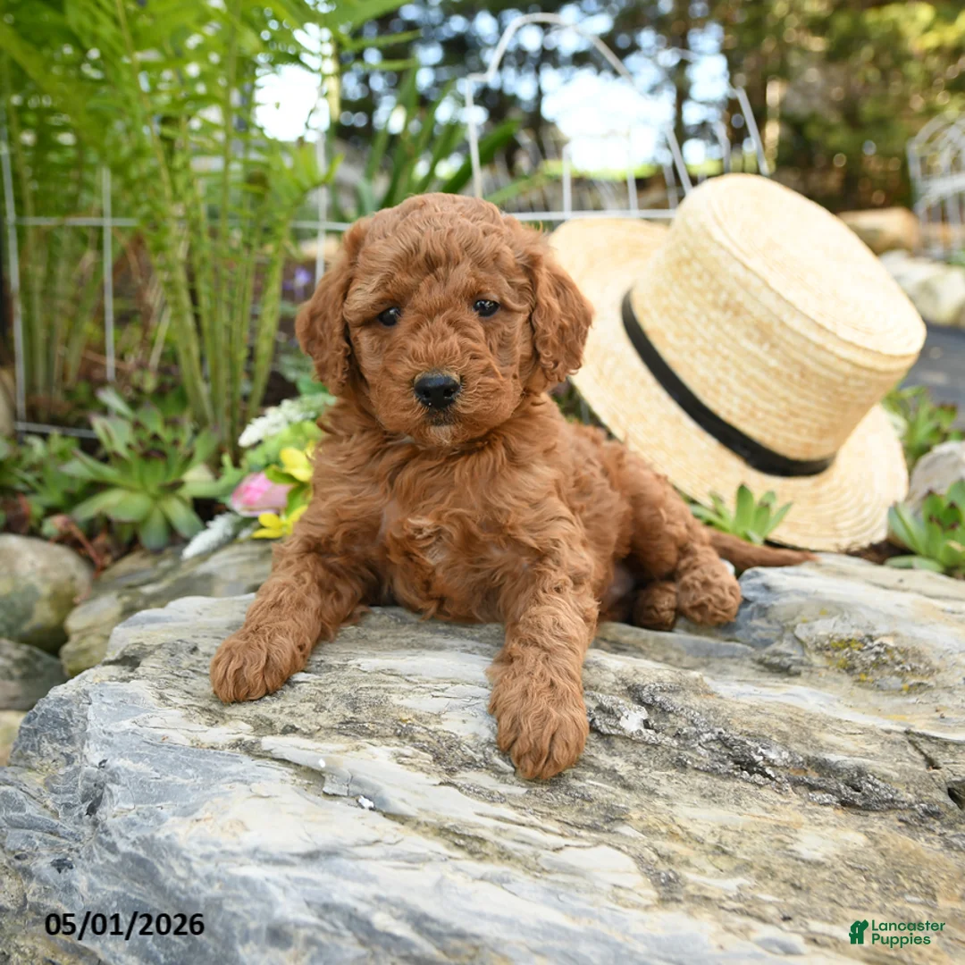 Miniature Poodle dogs for sale: Elderberry - Ad 1