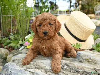 Miniature Poodle dogs for sale: Elderberry - Ad 4