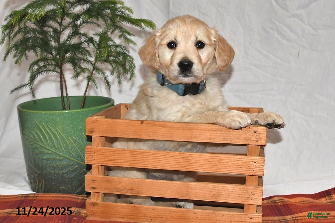 Golden Retriever dogs for sale: Dasher - Ad 3