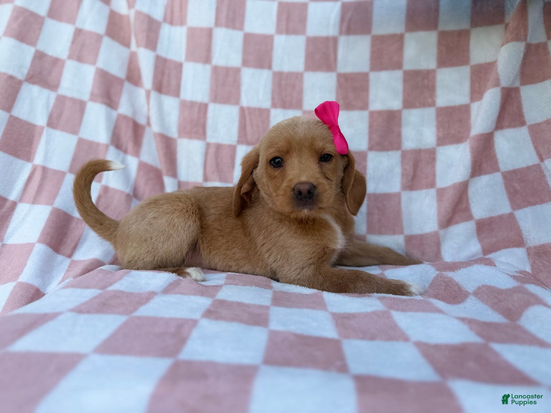 Beagle dogs for sale: Bunny - Ad 4