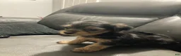 Mixed Breed dogs for sale: Unique - Ad 14