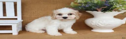 Cavachon dogs for sale: Tucker - Ad 4