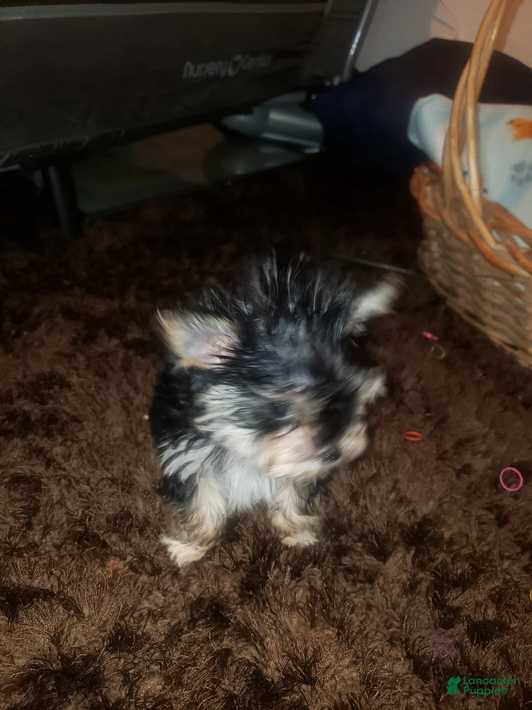 Yorkshire Terrier dogs for sale: Little bitty boy - Ad 9