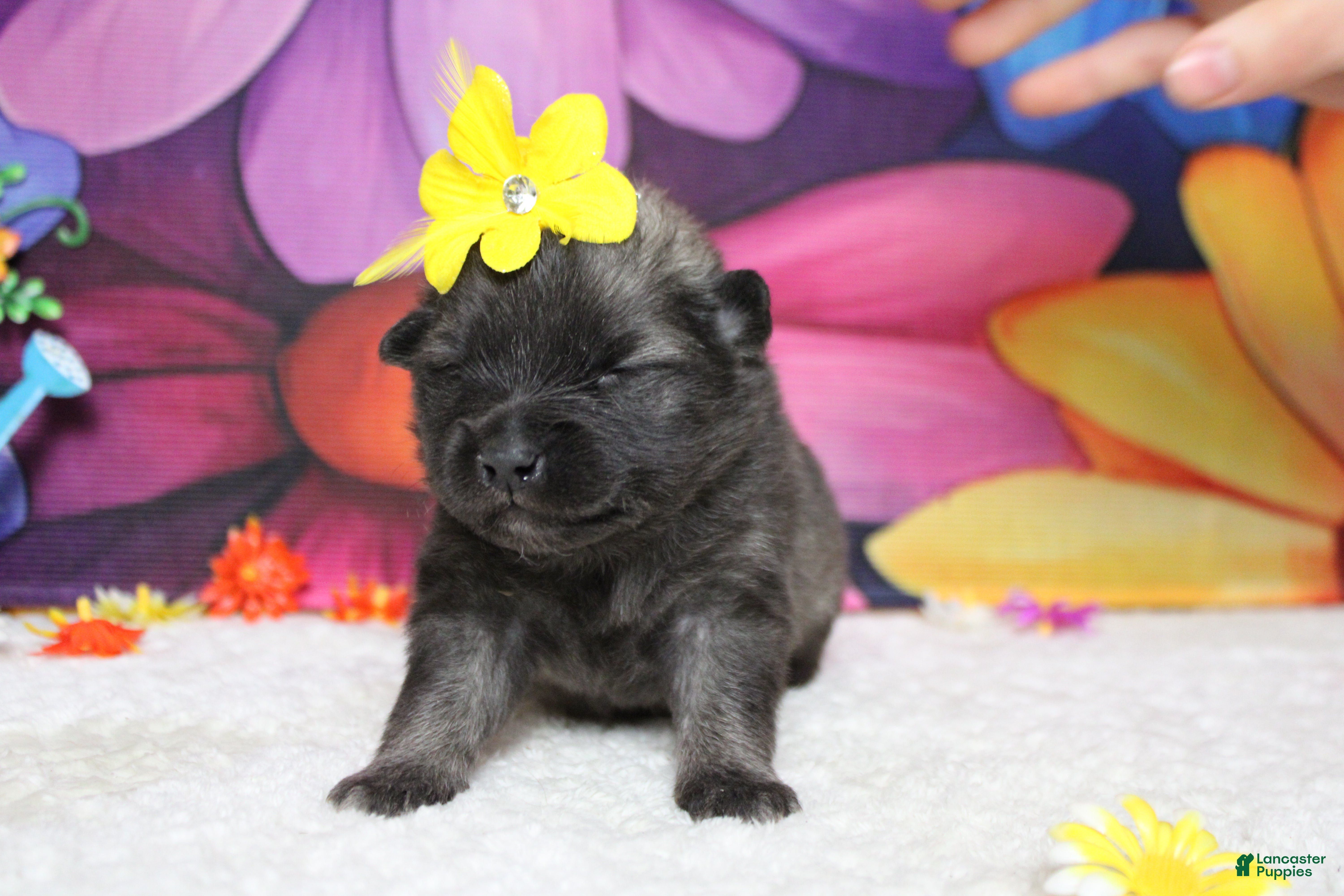 Keeshond dogs Elsa  - Ad 7