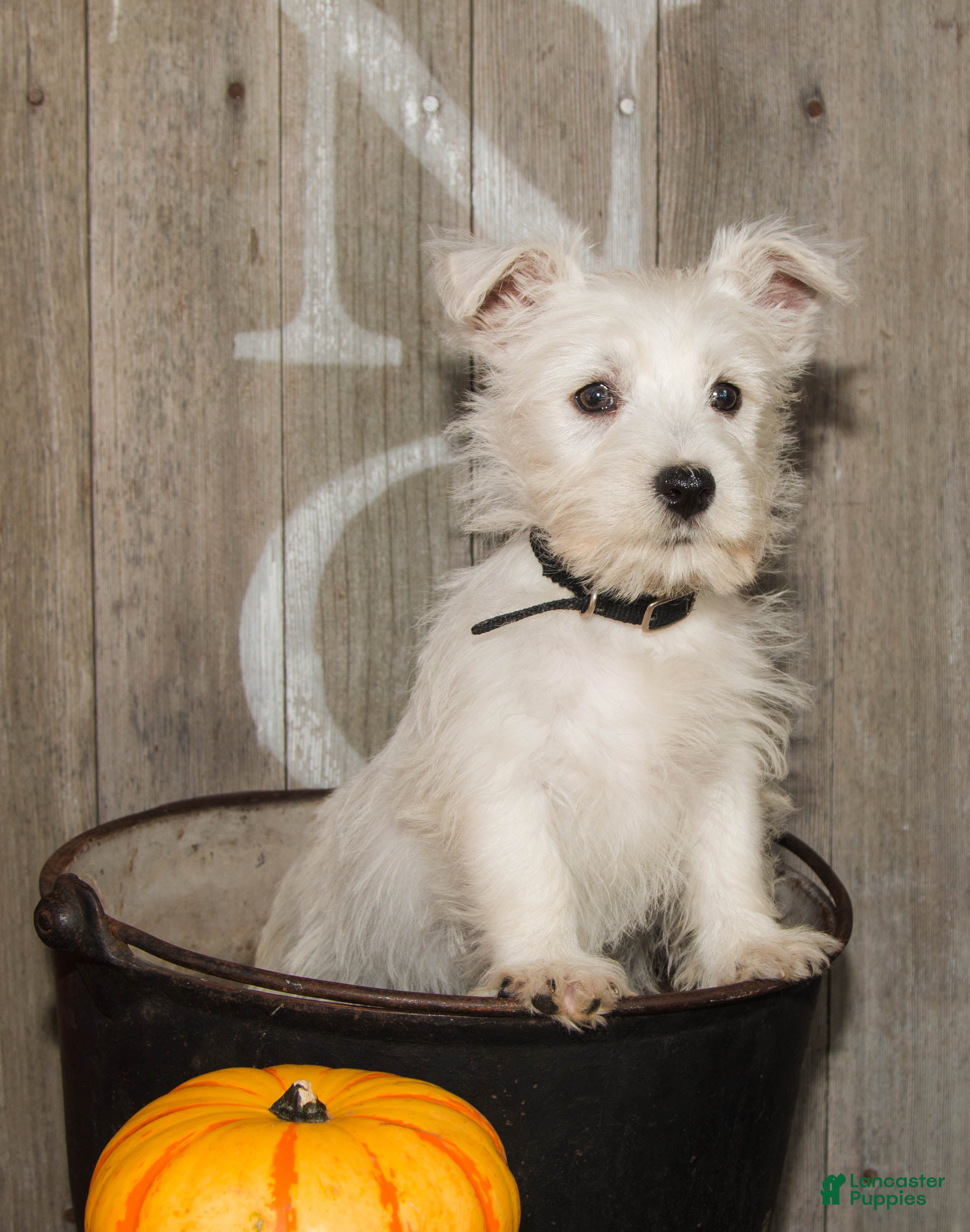 West Highland Terrier dogs for sale: Autumn - Ad 2