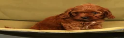 Cavapoo dogs for sale: Roger - Ad 7