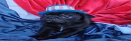 Pug dogs for sale: JD - Ad 4