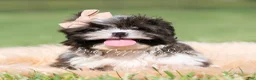 Shih Tzu dogs for sale: Giggles - Ad 4