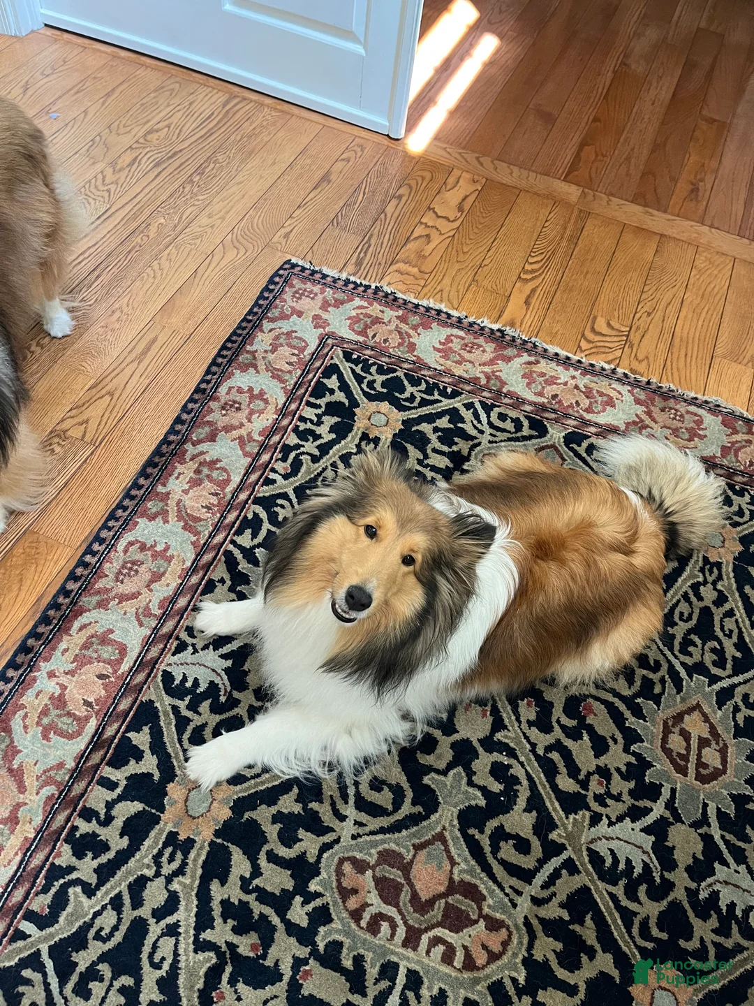 Shetland Sheepdog dogs for sale: Shetland Sheepdog Puppy 2 - Ad 7