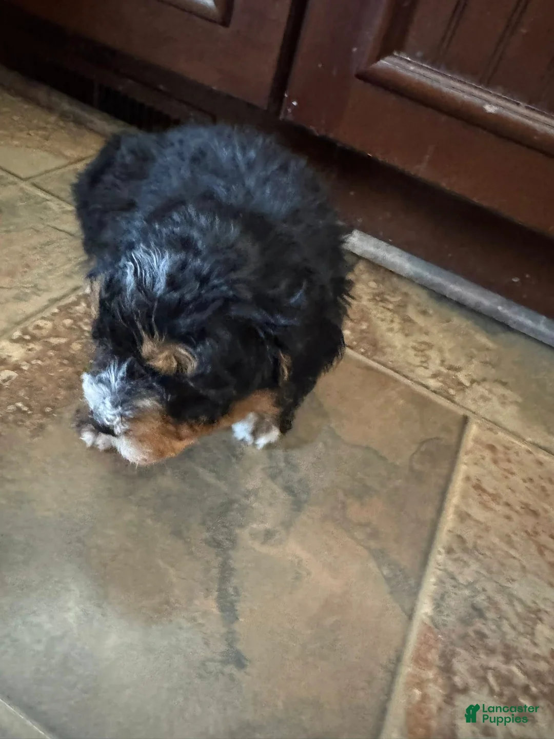 Bernedoodle dogs for sale: mini Bernedoodle Puppy 2- orange - Ad 2