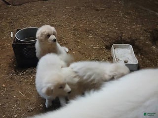 Great Pyrenees dogs Great Pyrenees Puppy 4 - Ad 4