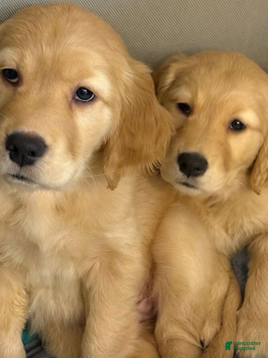 Golden Retriever dogs for sale: Golden Retriever Puppy 1 - Ad 1
