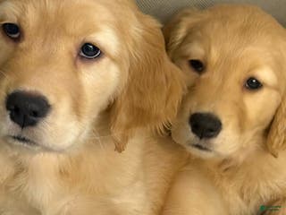 Golden Retriever dogs Golden Retriever Puppy 1 - Ad 39