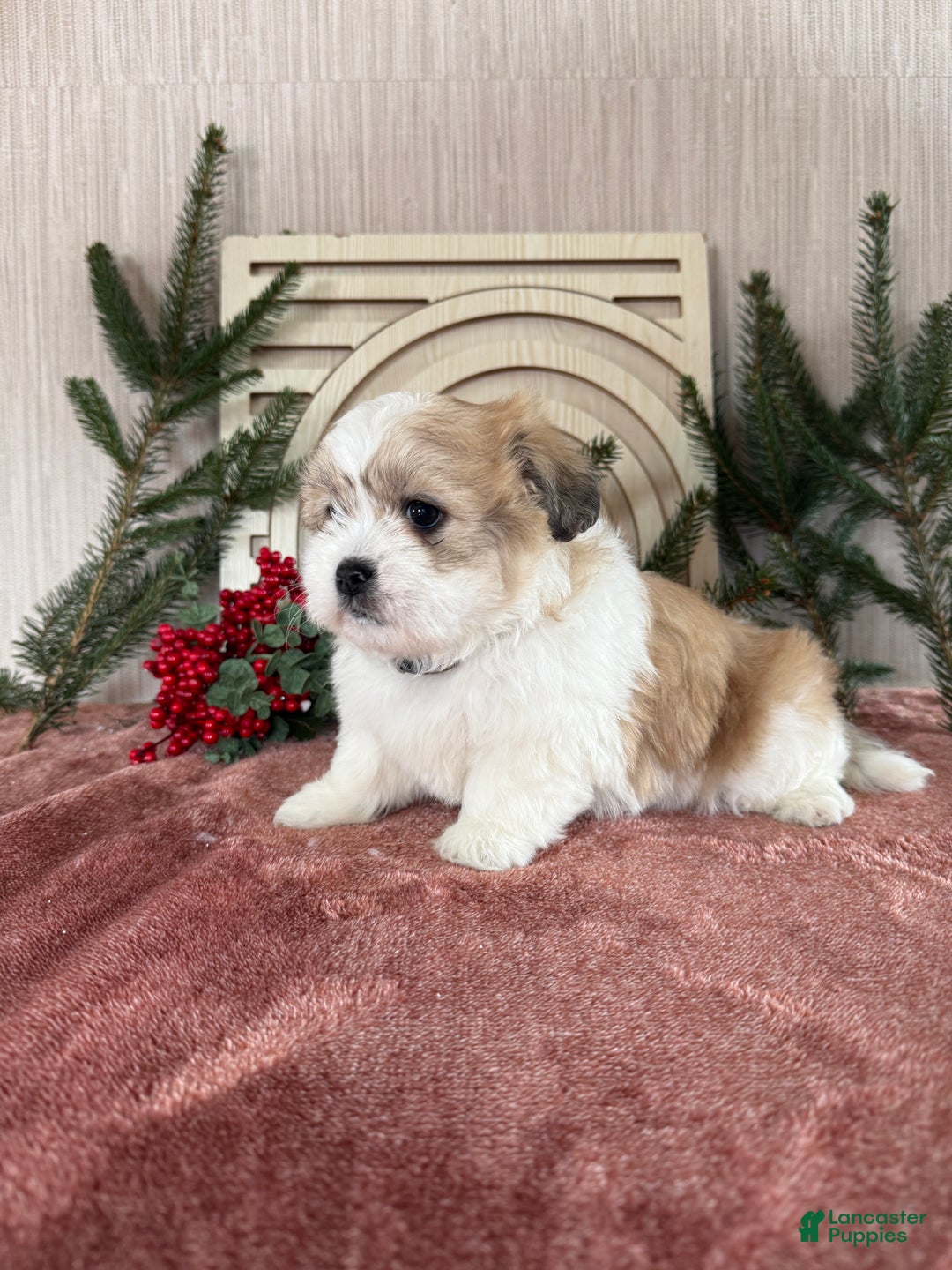 Teddy Bear dogs for sale: Sally - Ad 11