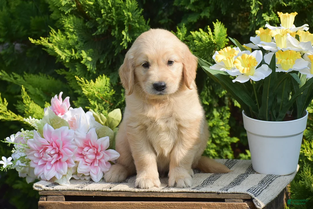 Golden Retriever dogs for sale: Ryder - Ad 2