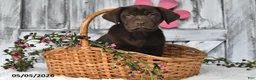 Labrador Retriever dogs for sale: Lucy - Ad 3
