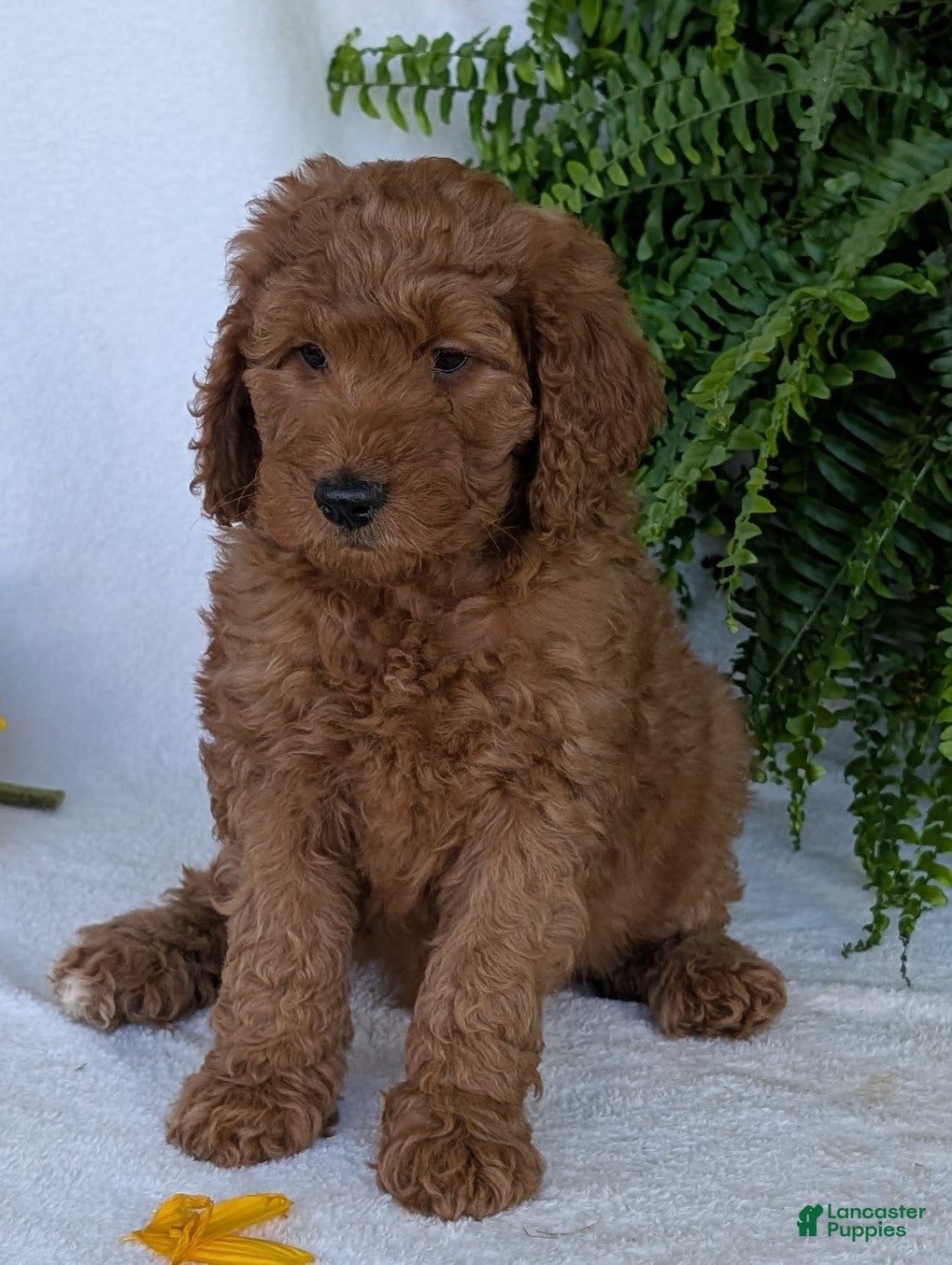 Goldendoodle dogs Lolly  - Ad 2