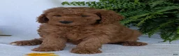 Goldendoodle dogs for sale: Lolly  - Ad 2