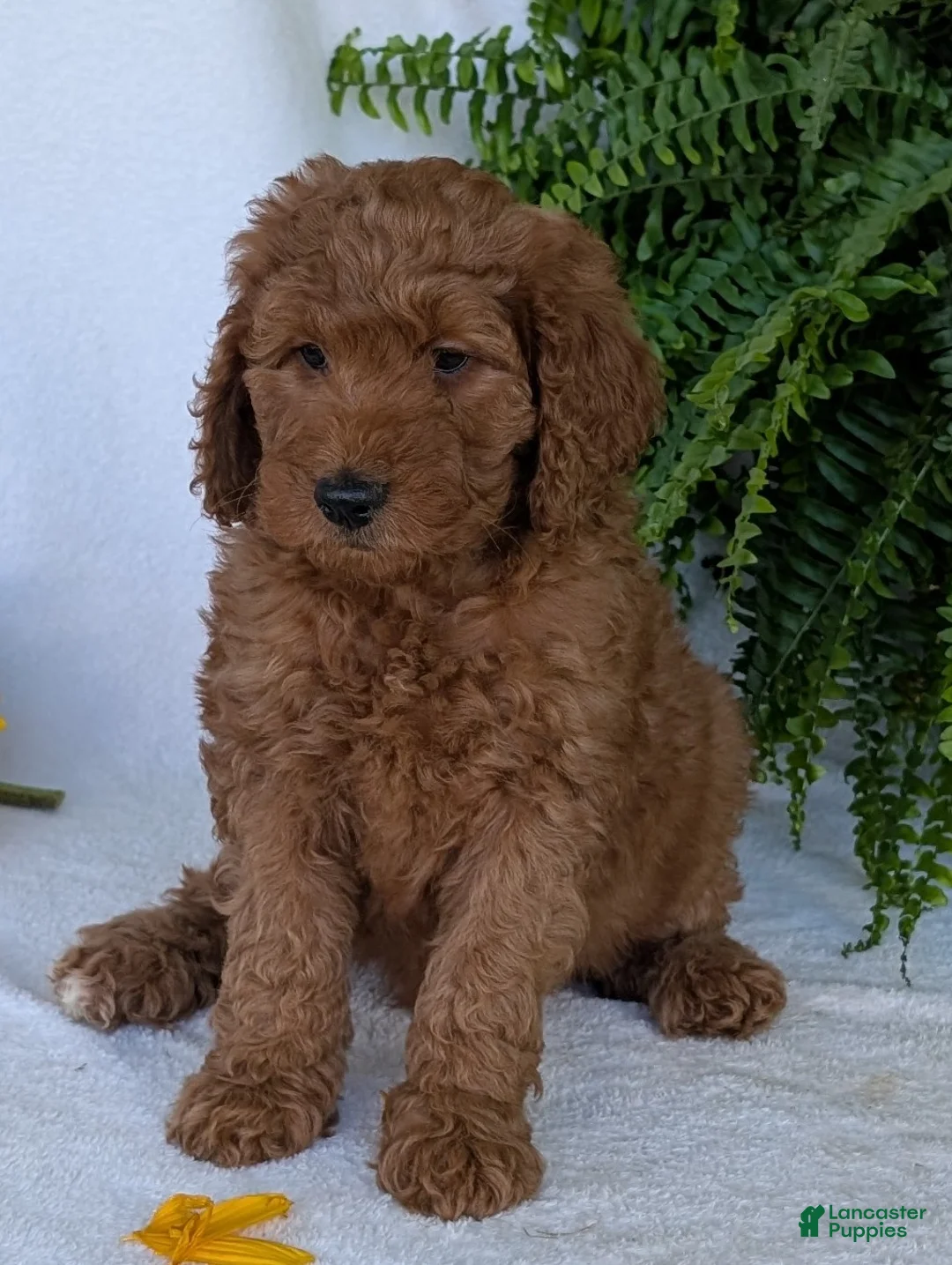Goldendoodle dogs for sale: Lolly  - Ad 2
