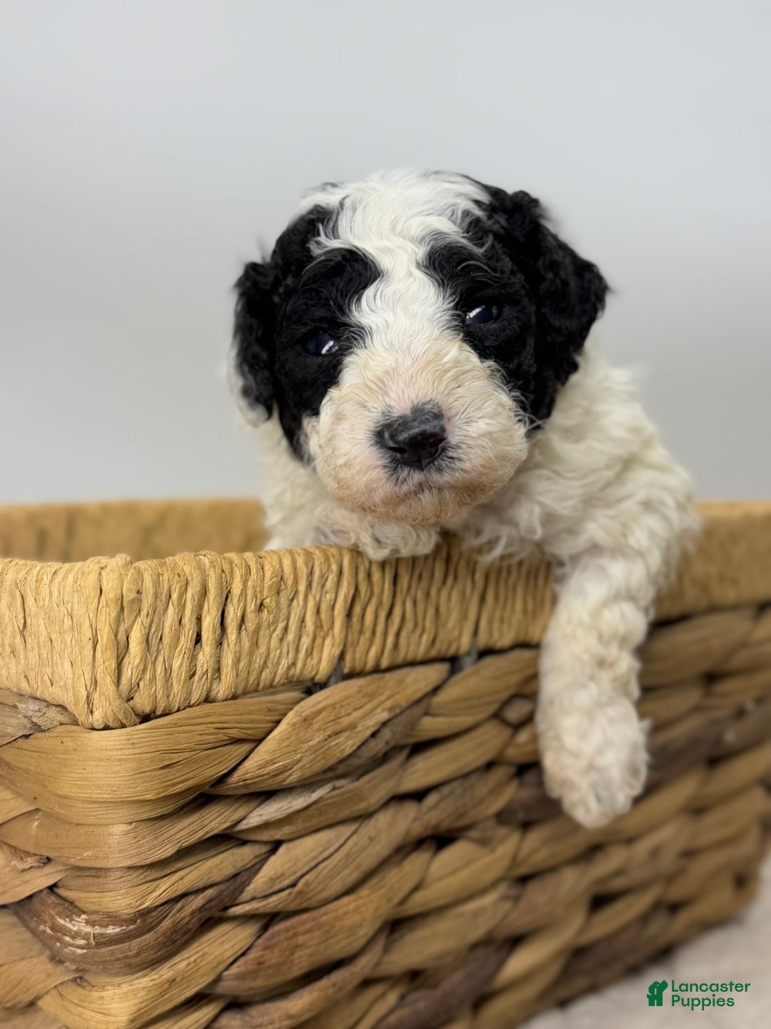 Miniature Poodle dogs for sale: Stuffing - Ad 3