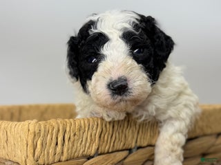 Miniature Poodle dogs Stuffing - Ad 13