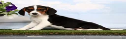 Beagle dogs for sale: Darius - Ad 5