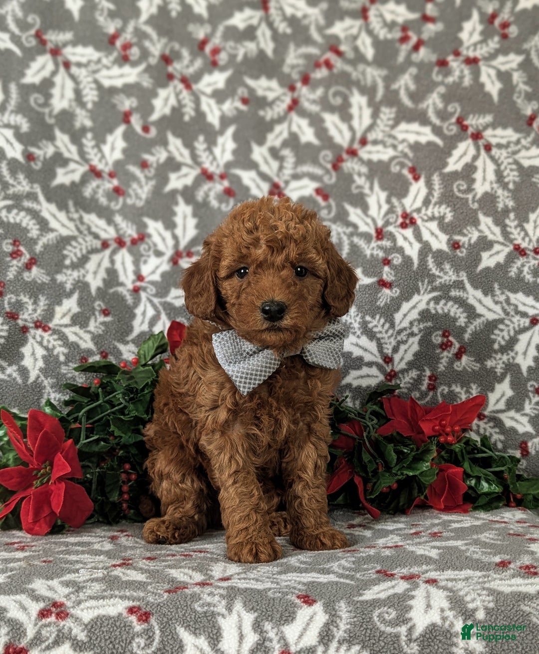 Mixed Breed dogs for sale: Brice Hypoallergenic - Ad 3