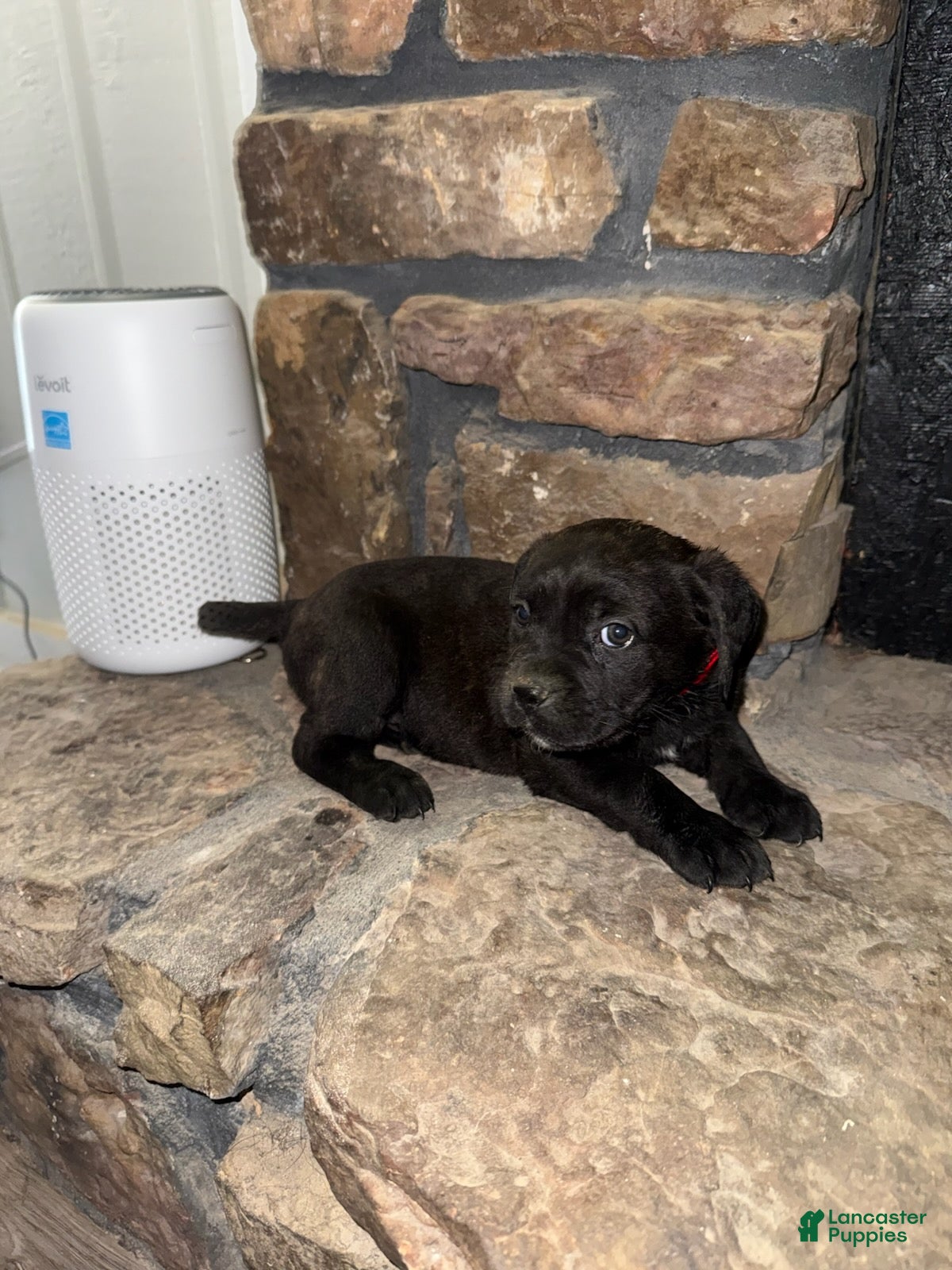 Cane Corso dogs PIP_Female - Ad 2