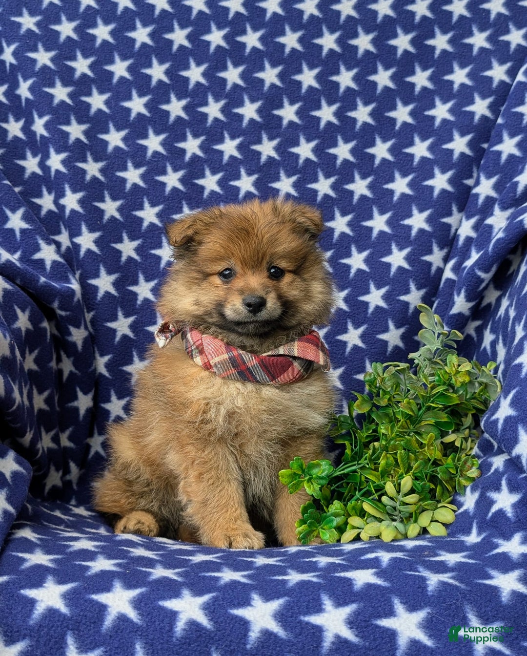 Pomeranian dogs for sale: MacDuff Genetic Testing 9 lbs Full Grown - Ad 13