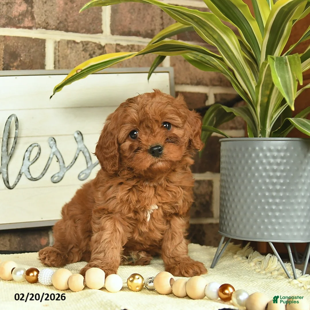 Mixed Breed dogs for sale: Opal - Ad 1