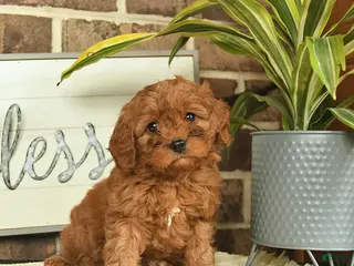 Mixed Breed dogs for sale: Opal - Ad 1