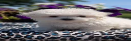 Maltese dogs for sale: Tessa - Ad 11