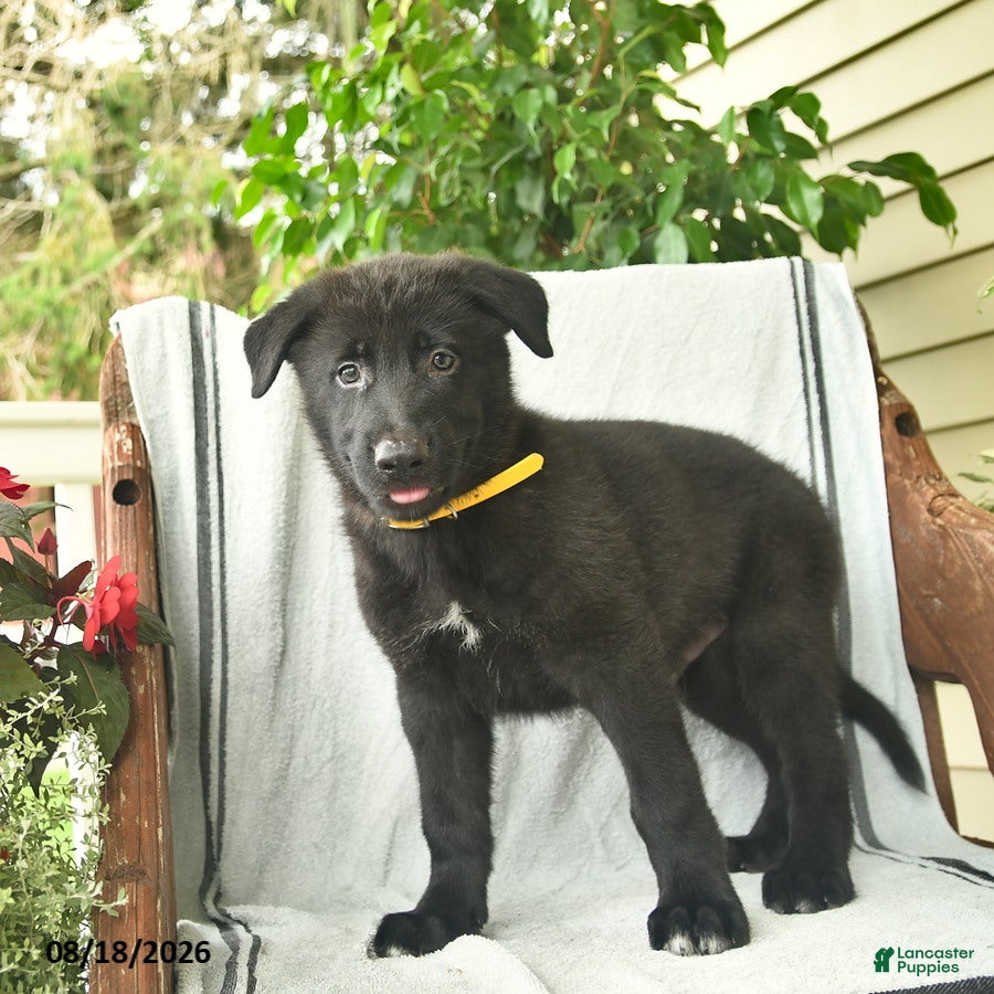 German Shepherd dogs Griffin  - Ad 2