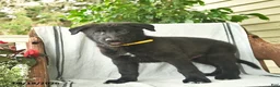 German Shepherd dogs for sale: Griffin  - Ad 2