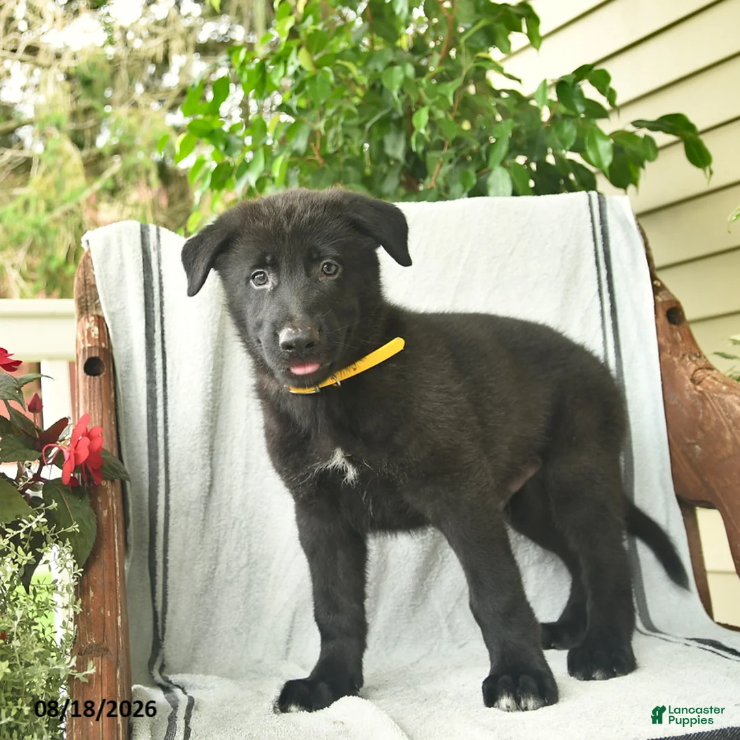 German Shepherd dogs for sale: Griffin  - Ad 2