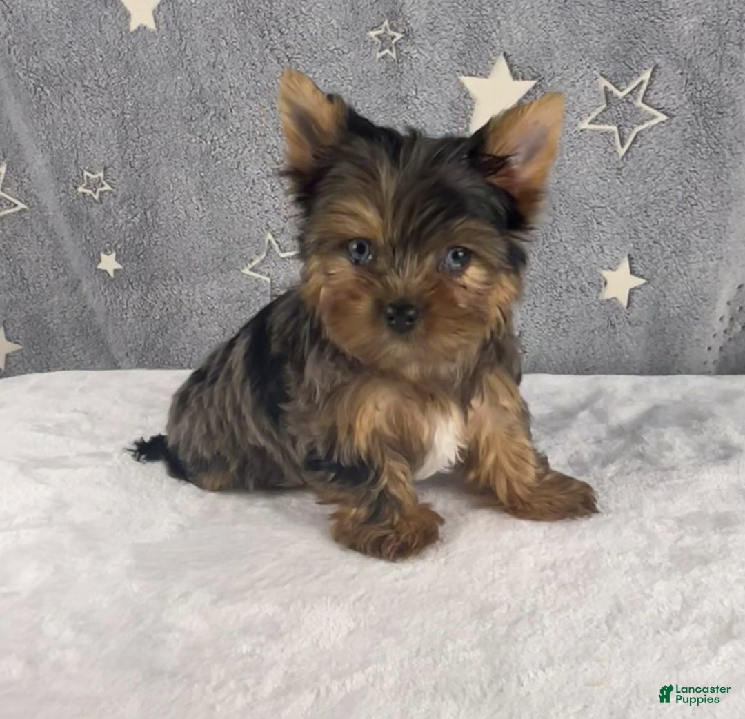 Yorkshire Terrier dogs for sale: Pixie - Ad 2