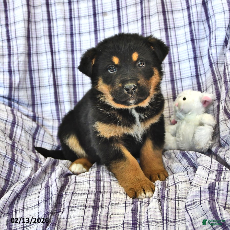Mixed Breed dogs Ollie - Ad 38