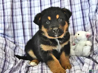 Mixed Breed dogs Ollie - Ad 38