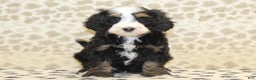 Mini Bernedoodle dogs for sale: Nelson - Ad 3