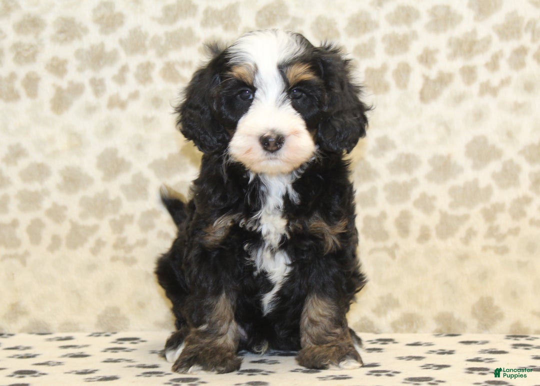Mini Bernedoodle dogs for sale: Nelson - Ad 3