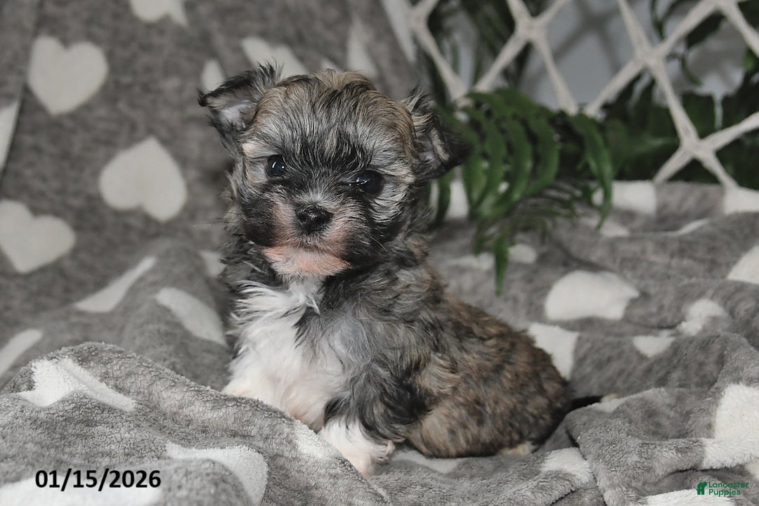 Havanese dogs for sale: Olive - Ad 1