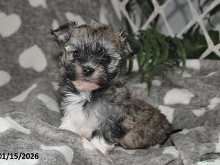 Havanese dogs Olive - Ad 18